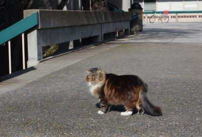 Grandpa, an LCC feral cat