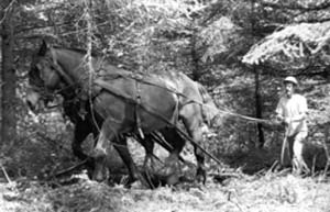 Horse Logging, c. 1981