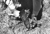 Planting Trees, undated