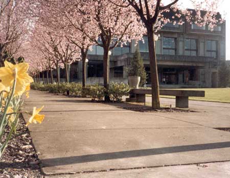 Cherry trees and daffodils, n.d.