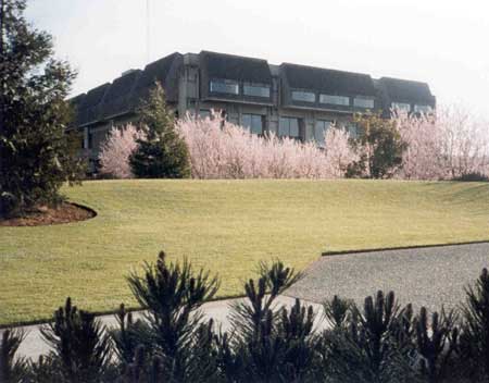 Cherry trees and pine, n.d.