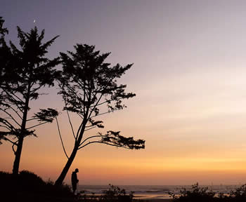 Man underneath tree at sunset