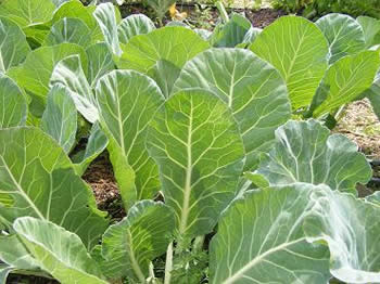 herb from Center garden
