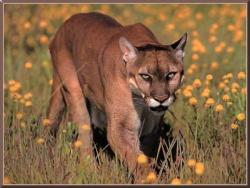 Cougar in a field
