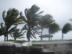 High winds blowing trees sideways