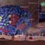 flu virus