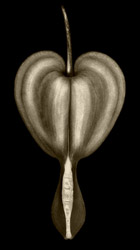photograph of "Bleeding Heart"