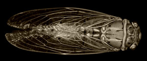 photograph of "Cicada"