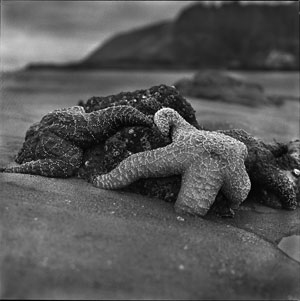 Starfish Strawberry Hill Beach Oregon