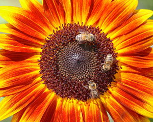 image of sunflower with bees