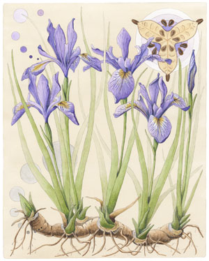 image of “Iris” by Erika Beyer