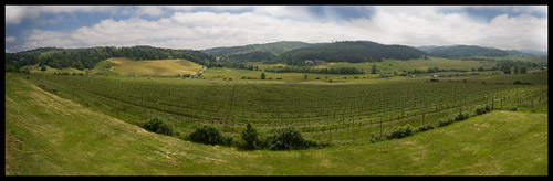 Sweet Cheeks winery by David Putzier