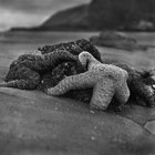 Starfish Strawberry Hill Beach Oregon 
