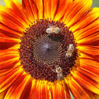 image of sunflower with bees