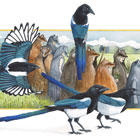 image of “Magpies" by Erika Beyer
