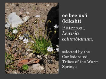 Bitterroot - Lewisia Columbianum