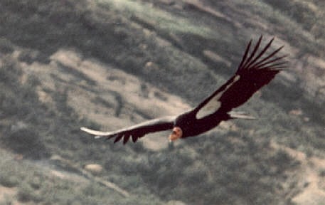 Condor