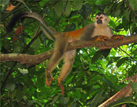 costa rica
