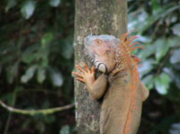 costa rica