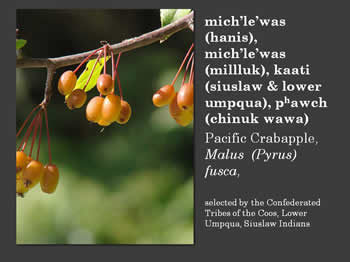Pacific Crabapple, Malus (Pyrus) fusca