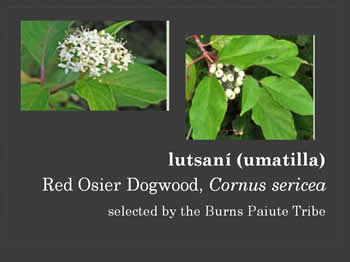 Red Osier Dogwood, Cornus sericea