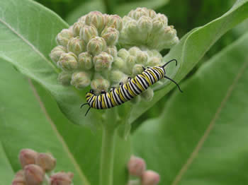 Milkweed plant with caterpillar