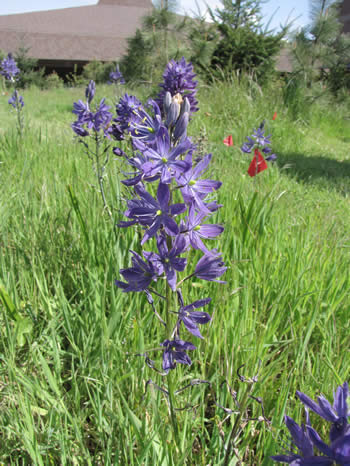 Native landscape