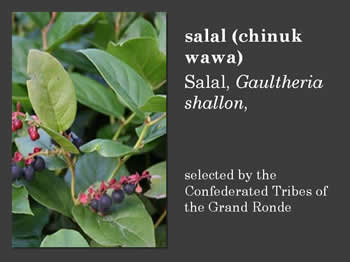 Salil, Gaultheria shallon
