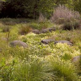 Swale