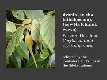 western hazelnut, corylus cornuta ssp. californica