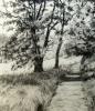 'Path and Trees' by Liepe. Charcoal 24.5 x 20  inches