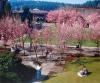 ' Bristow Square with Cherry Trees' by Sam Blackwell - the photograph depicts students studying and relaxing on benches and on the grass near Bristow Square