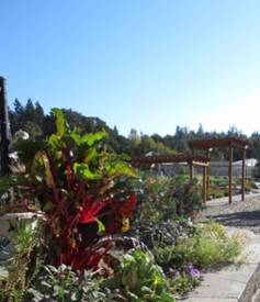 Vegetable garden in Childcare playground