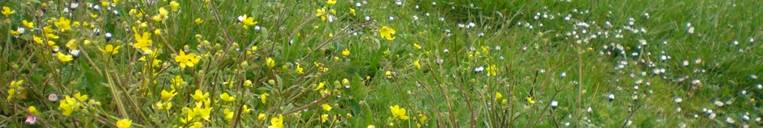 Native grass and wildflowers