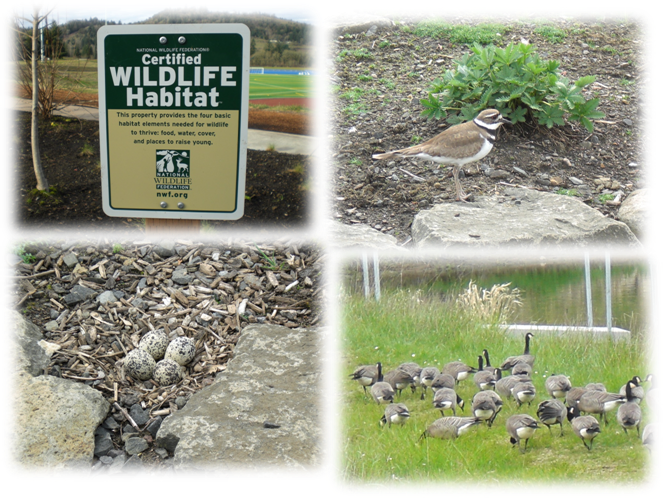 Wildlife habitat on Lane's grounds. Wildlife habitat