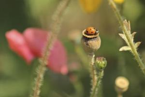 flower with ladybug resting
