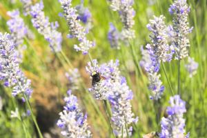 lavender with bumble bee